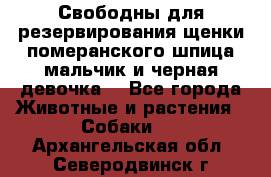 Свободны для резервирования щенки померанского шпица мальчик и черная девочка  - Все города Животные и растения » Собаки   . Архангельская обл.,Северодвинск г.